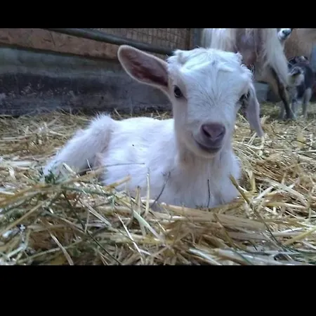 Апартаменты U Mulinu Moita